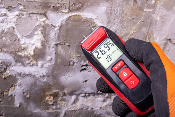 Best Mold Removal Company Near Me  in Eustis, FL