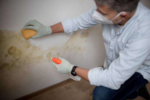 Best Local Mold Removal Service  in Eustis, FL